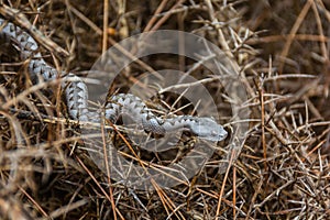 Nose-horned viper Vipera ammodytes