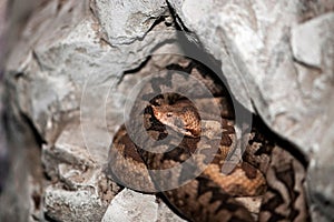 Nose-horned viper Vipera ammodytes