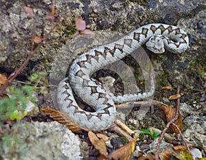 nose horned viper, Vipera ammodytes