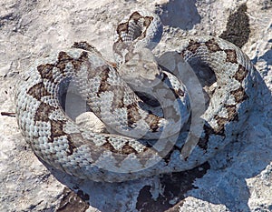 nose horned viper, Vipera ammodytes