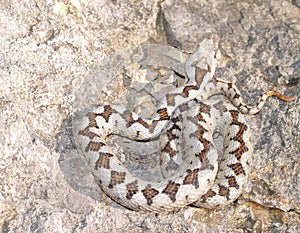 nose horned viper, Vipera ammodytes