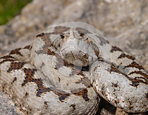 nose horned viper, Vipera ammodytes