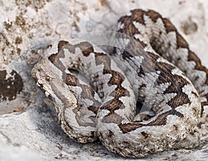 nose horned viper, Vipera ammodytes