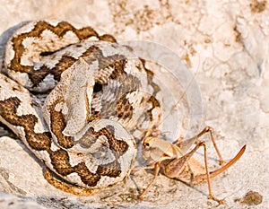 nose horned viper, Vipera ammodytes