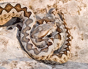 nose horned viper, Vipera ammodytes