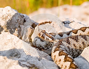 nose horned viper, Vipera ammodytes