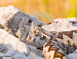 nose horned viper, Vipera ammodytes