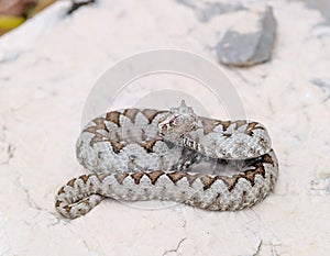 nose horned viper, Vipera ammodytes