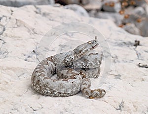 nose horned viper, Vipera ammodytes