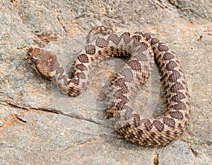 nose horned viper, Vipera ammodytes