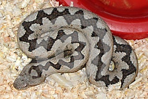 Nose-horned Viper (Vipera ammodytes)