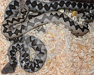 Nose-horned Viper (Vipera ammodytes)