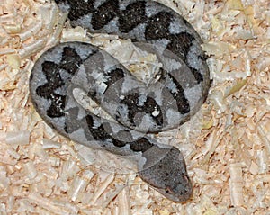 Nose-horned Viper (Vipera ammodytes)