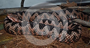 Nose-horned Viper (Vipera ammodytes)