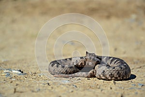 Nose-horned Viper - Vipera ammodytes