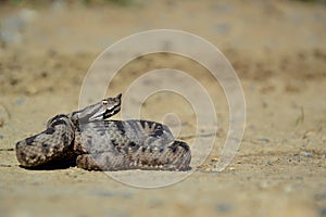 Nose-horned Viper - Vipera ammodytes