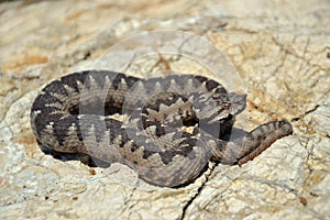 Nose-horned Viper - Vipera ammodytes