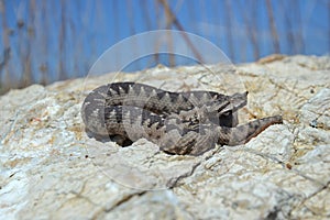 Nose-horned Viper - Vipera ammodytes