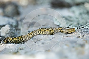 Nose-horned Viper - Vipera ammodytes also horned or long-nosed viper, nose-horned viper or sand viper, species found in southern