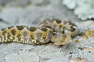 Nose-horned Viper - Vipera ammodytes also horned or long-nosed viper, nose-horned viper or sand viper, species found in southern