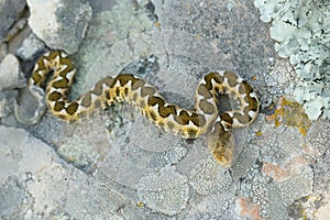 Nose-horned Viper - Vipera ammodytes also horned or long-nosed viper, nose-horned viper or sand viper, species found in southern