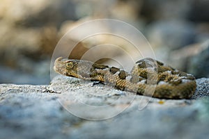 Nose-horned Viper - Vipera ammodytes also horned or long-nosed viper, nose-horned viper or sand viper, species found in southern