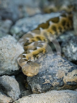 Nose-horned Viper - Vipera ammodytes also horned or long-nosed viper, nose-horned viper or sand viper, species found in southern