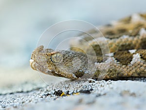 Nose-horned Viper - Vipera ammodytes also horned or long-nosed viper, nose-horned viper or sand viper, species found in southern