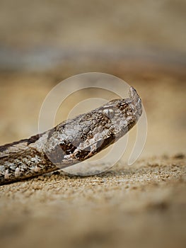 Nose-horned Viper - Vipera ammodytes also horned or long-nosed viper, nose-horned viper or sand viper, species found in southern