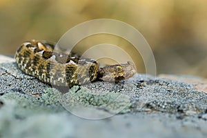 Nose-horned Viper - Vipera ammodytes also horned viper, long-nosed viper, nose-horned viper, sand viper, species found in southern