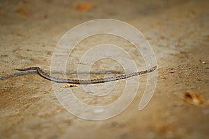 Nose-horned Viper - Vipera ammodytes also horned viper, long-nosed viper, nose-horned viper, sand viper, species found in southern