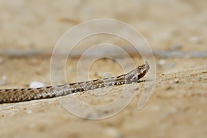 Nose-horned Viper - Vipera ammodytes also horned viper, long-nosed viper, nose-horned viper, sand viper, species found in southern