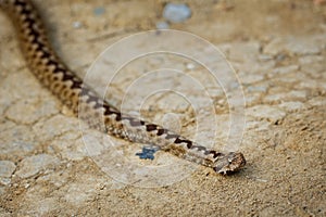 Nose-horned Viper - Vipera ammodytes also horned viper, long-nosed viper, nose-horned viper, sand viper, species found in southern