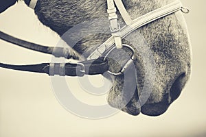 Nose of a horse in a bridle.