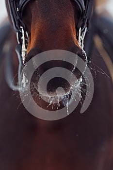 Close-up detail of brown horse, bridle, saddle. Winter, snow