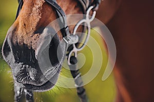 The nose of a horse in close-up, which is wearing a black bridle and a metal snaffle