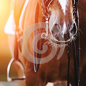 The nose of a horse, which is wearing equestrian equipment - bridle, stirrup, saddle and snaffle, illuminated by bright sunlight.