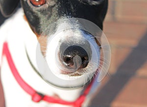 Nose in a macro shot of a Jack Russell Terrier dog.