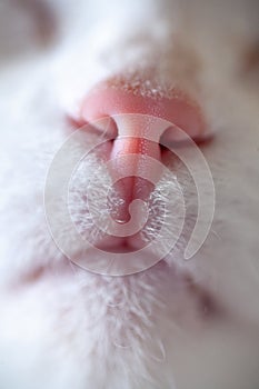 Nose and mouth of a cat