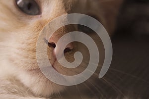 Nose and mouth of a cat, close-up.