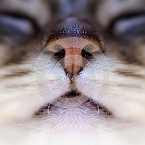 Nose and mouth of cat macro