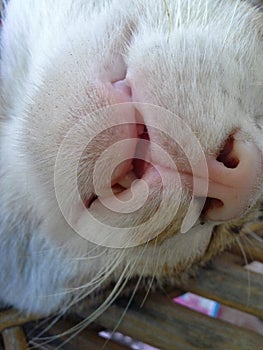 Nose and mouth funny sleeping cat