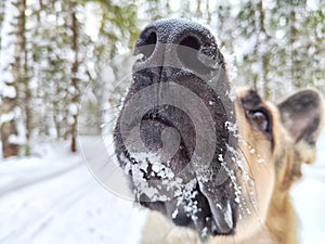 The nose and muzzle of German Shepherd dog in the snow in winter. Waiting eastern European dog veo and white snow