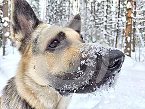 The nose and muzzle of German Shepherd dog in the snow in winter. Waiting eastern European dog veo and white snow