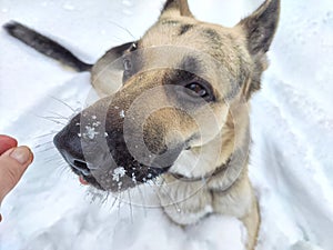 The nose and muzzle of German Shepherd dog in the snow in winter. Waiting eastern European dog veo and white snow