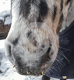 Nose and nostril of funny mackarel colored horse - close up