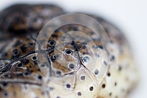 Nose with nostrils cub Nile crocodile Crocodylus niloticus. skin texture with black specks. macro