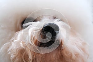 Nose of one white Bichon Frise dog