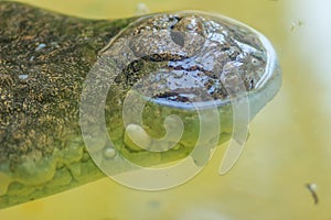 Nose of Saltwater or Estuarine Crocodile (crocodylus porosus) in