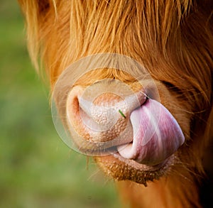 The nose of shaggy calf